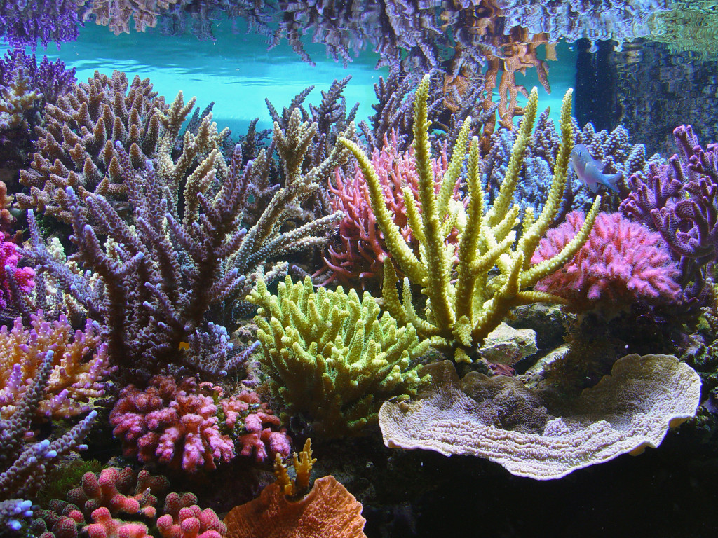 Aquarium Service West Palm Beach, FL - Blue Earth Aquariums