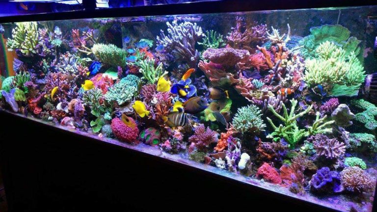 aquariums for sale - Blue Earth Aquariums