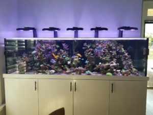 aquarium installation palm beach