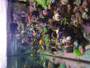 aquariums store palm beach