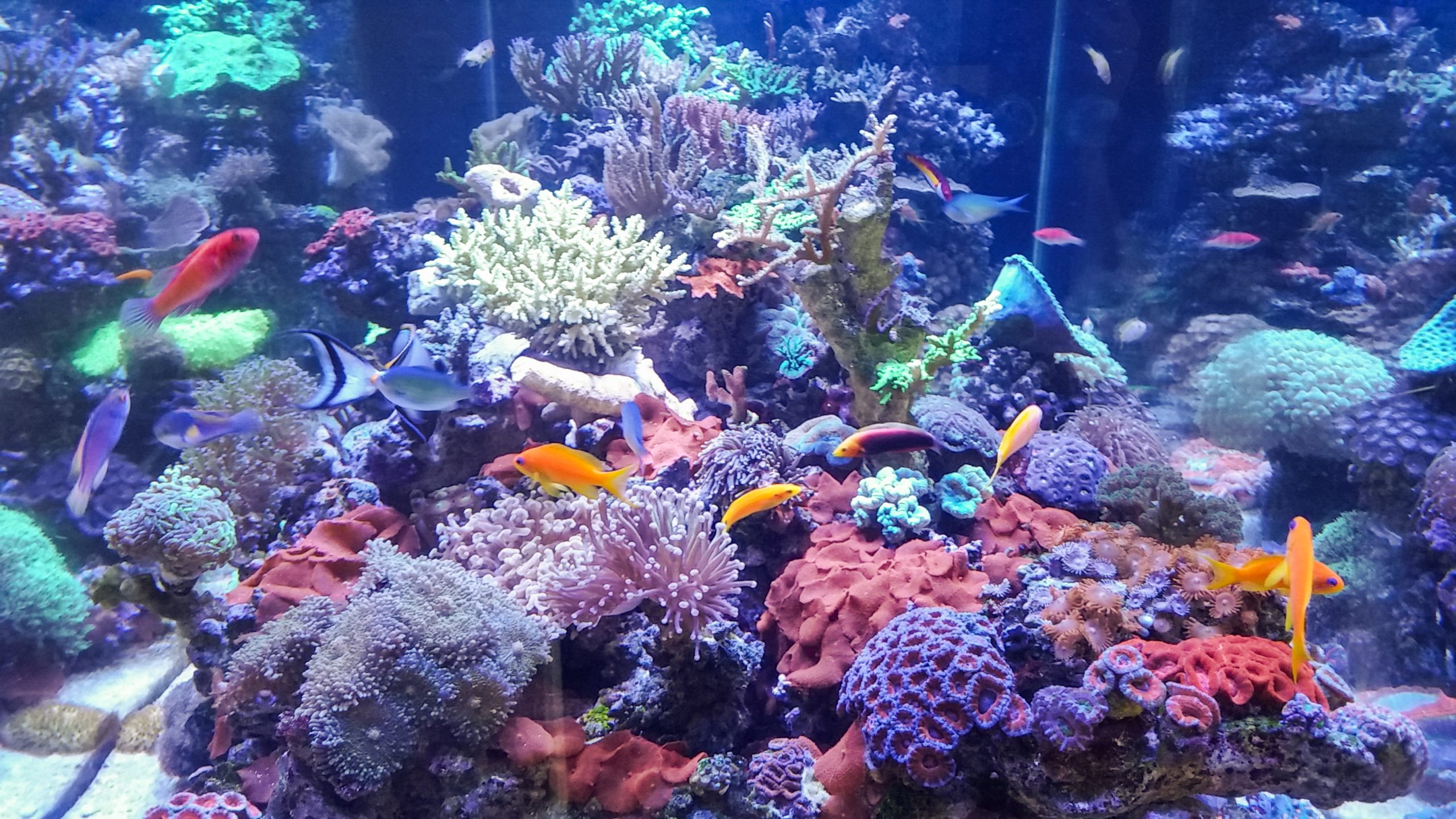 Blue Earth Aquariums 500 Gallon West Palm Beach